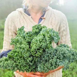 Kıvırcık bodur kale lahana tohumu dwarf curled kale vates