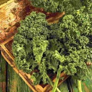 Kıvırcık bodur kale lahana tohumu dwarf curled kale vates