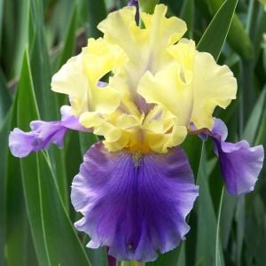 Edith Wolford iris germanica soğanı kök süsen