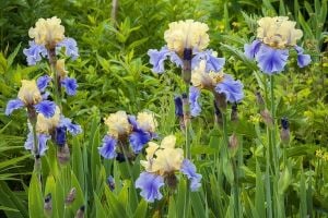 Edith Wolford iris germanica soğanı kök süsen
