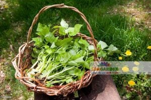 Japon maydanozu tohumu mitsuba mashimori cryptotaenia japonica