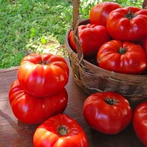 Mrs. Maxwell's Big Italian atalık domates tohumu