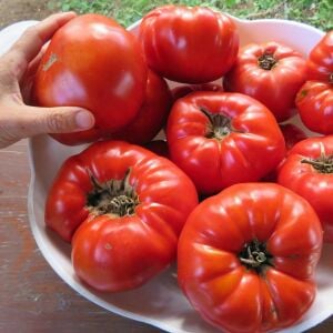 Mrs. Maxwell's Big Italian atalık domates tohumu