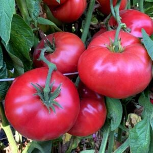 Mrs. Maxwell's Big Italian atalık domates tohumu