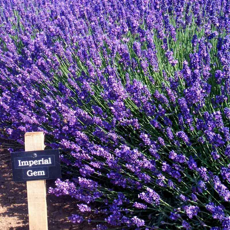 Ödüllü mavi imparator lavantası fidesi lavandula angustifolia imperial gem