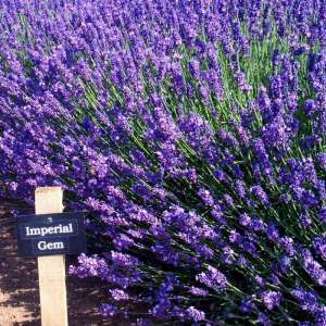 Ödüllü mavi imparator lavantası fidesi lavandula angustifolia imperial gem