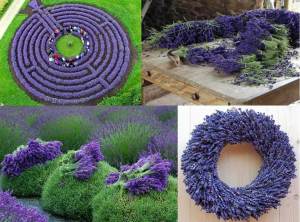 Ödüllü mavi imparator lavantası fidesi lavandula angustifolia imperial gem