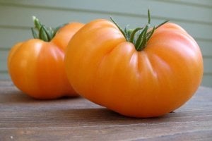 Dr Wyche's sarı Atalık domates tohumu