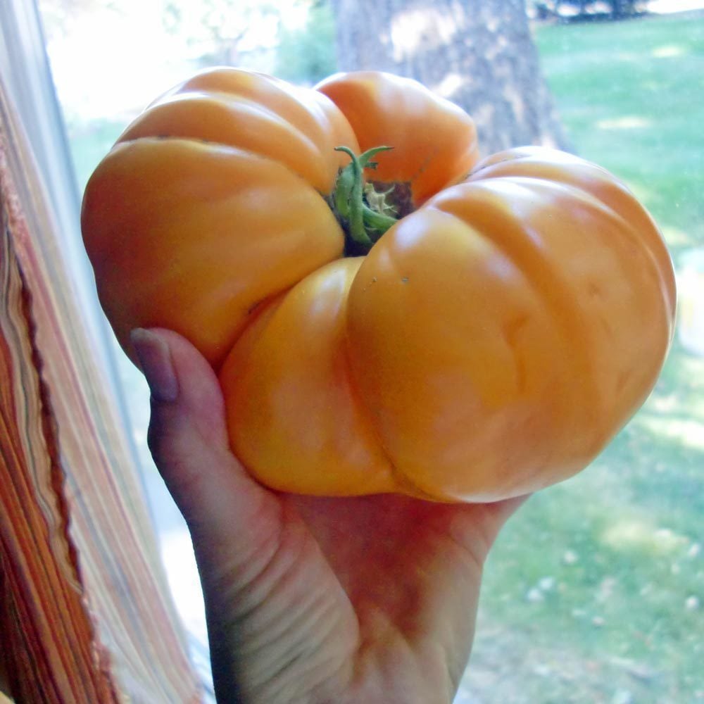 Dr Wyche's sarı Atalık domates tohumu