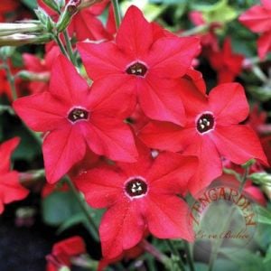 Kırmızı nicotiana tohumu yoğun parfüm kokulu tütün çiçeği