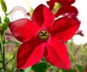 Kırmızı nicotiana tohumu yoğun parfüm kokulu tütün çiçeği