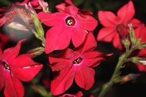 Kırmızı nicotiana tohumu yoğun parfüm kokulu tütün çiçeği
