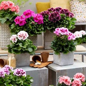 3 adet canan sardunya fidesi karışık renk pelargonium