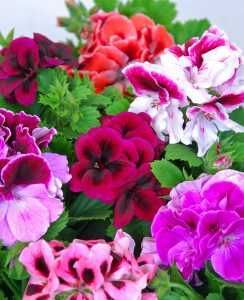 3 adet canan sardunya fidesi karışık renk pelargonium