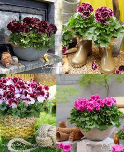 3 adet canan sardunya fidesi karışık renk pelargonium