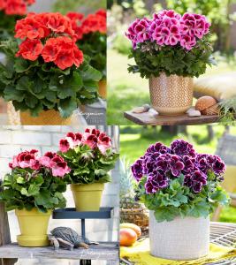 3 adet canan sardunya fidesi karışık renk pelargonium