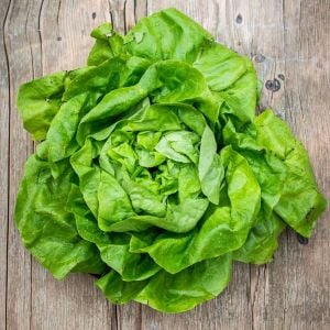 Beyaz Boston göbek marul tohumu atalık sıcağa dayanıklı