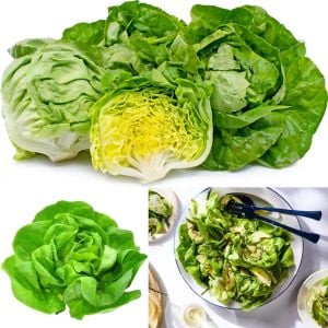 Beyaz Boston göbek marul tohumu atalık sıcağa dayanıklı