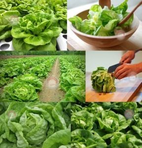 Beyaz Boston göbek marul tohumu atalık sıcağa dayanıklı