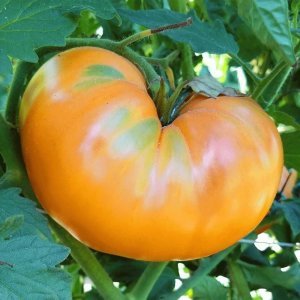 Goldie altın domates tohumu Atalık tohum