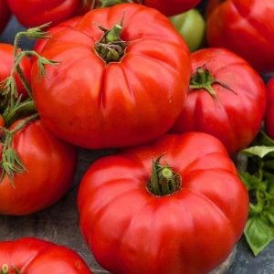 Beylerbeyi Ata domates tohumu söğüşlük çeşit