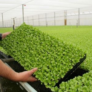 Tohum çimlendirme torfu özel npk katkılı profesyonel çimlendirme toprağı 10 litre