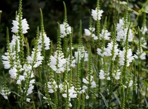 Sadakat çiçeği beyaz physostegia virginiana alba