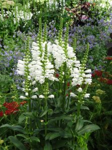 Sadakat çiçeği beyaz physostegia virginiana alba