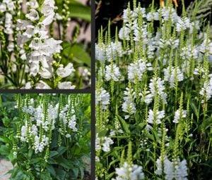 Sadakat çiçeği beyaz physostegia virginiana alba