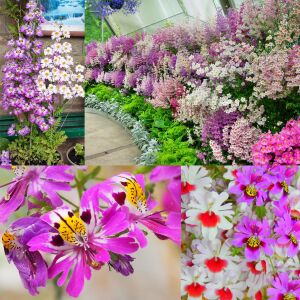 Kelebek orkidesi tohumu schizanthus karışımı çiçek tohumu