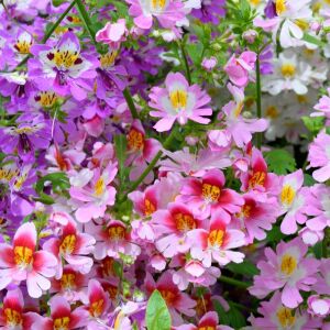 Kelebek orkidesi tohumu schizanthus karışımı çiçek tohumu