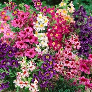 Kelebek orkidesi tohumu schizanthus karışımı çiçek tohumu