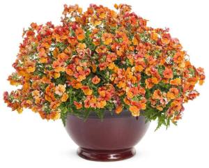 Çift renk nemezya çiçeği fidesi nemesia lyric copper