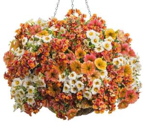 Çift renk nemezya çiçeği fidesi nemesia lyric copper