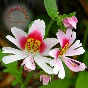 Kelebek orkidesi tohumu schizanthus karışımı çiçek tohumu