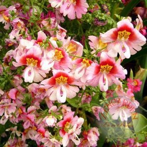 Kelebek orkidesi tohumu schizanthus karışımı çiçek tohumu