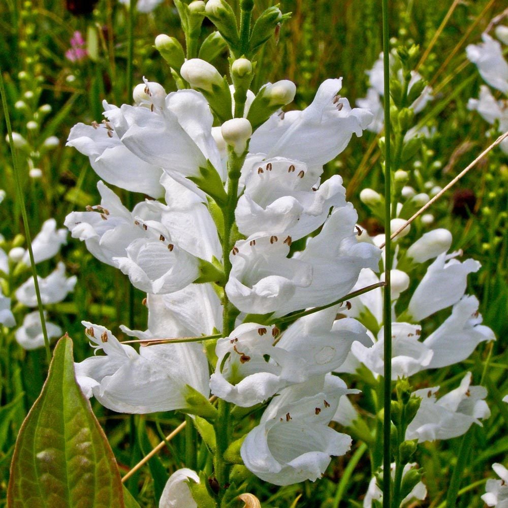 Sadakat çiçeği beyaz physostegia virginiana alba