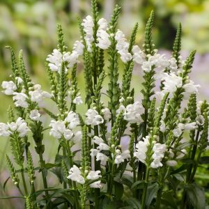 Sadakat çiçeği beyaz physostegia virginiana alba
