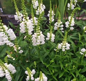 Sadakat çiçeği beyaz physostegia virginiana alba