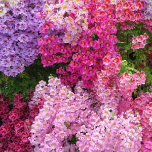 Kelebek orkidesi tohumu schizanthus karışımı çiçek tohumu