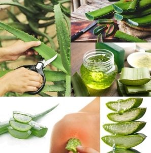 Aloe vera yaraları iyileştiren sukulent bitki saksıda