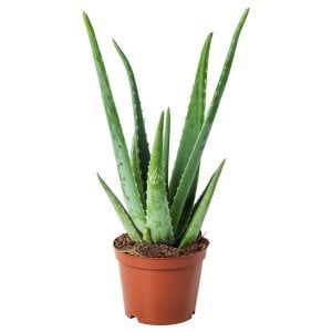 Aloe vera yaraları iyileştiren sukulent bitki saksıda
