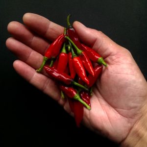 Kirshna jolokia acı biber tohumu