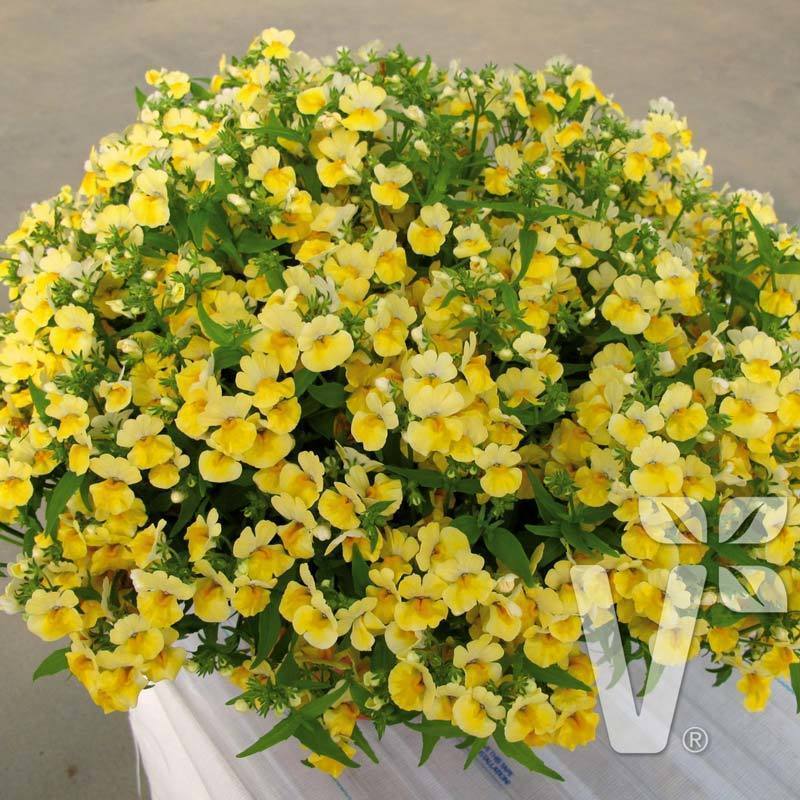 Limon nemezya çiçeği fidesi nemesia lyric lemon