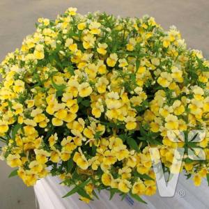 Limon nemezya çiçeği fidesi nemesia lyric lemon
