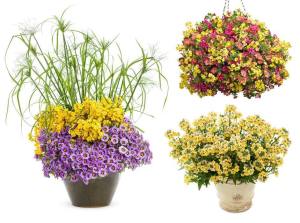 Limon nemezya çiçeği fidesi nemesia lyric lemon