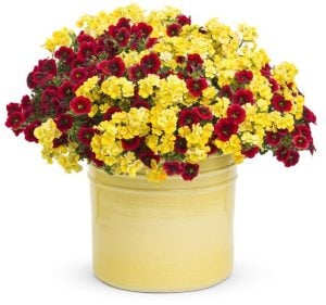 Limon nemezya çiçeği fidesi nemesia lyric lemon