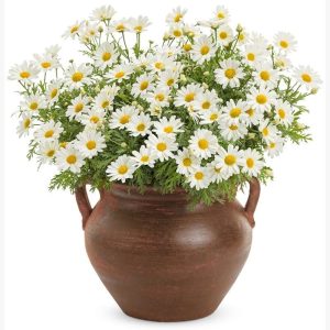 Beyaz çeşme papatyası argyranthemum limero white 1 fide
