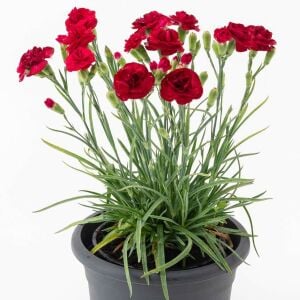 Passion parfüm kokulu karanfil fidesi perfume pinks