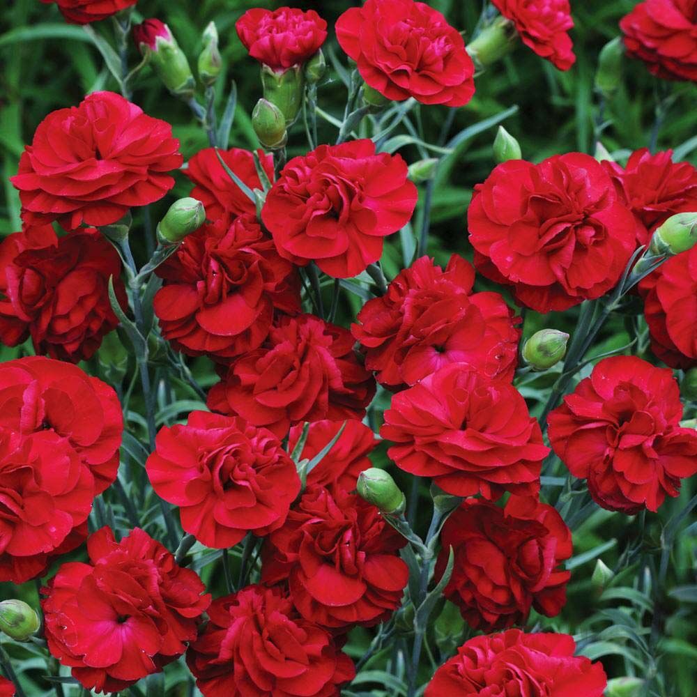 Passion parfüm kokulu karanfil fidesi perfume pinks